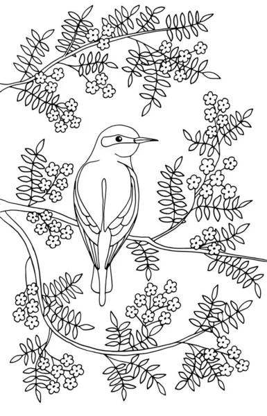 Красивая Птица Сидит Ветке Цветущего Дерева Цветах Страница Раскраски Детей — стоковый вектор