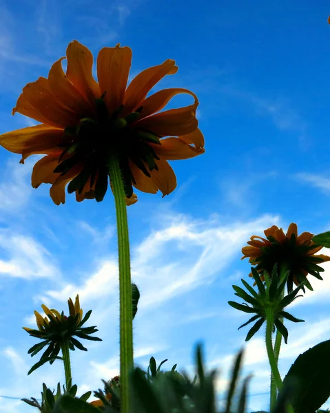 silhouette of flowers