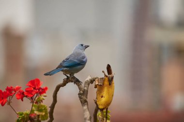 Güzel Mavi-gri Tanger, bir besin kaynağında muzla besleniyor.