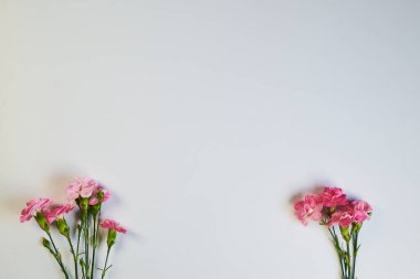 Metin için kopyalama alanı olan açık mavi arkaplan ile karanfillerin ön plandaki fotoğrafı