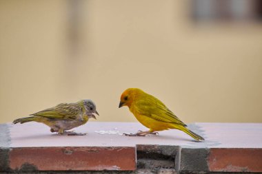 Ön planda Saffron Chirihue Kanaryaları ve düz bir yüzeyde pirinç taneleriyle beslenen kopyalama alanı.
