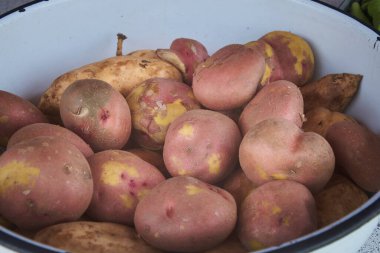 Taze toplanmış kırmızı ve tatlı patatesler pişirilmeye hazır bir diş minesi kasesini dolduruyor.