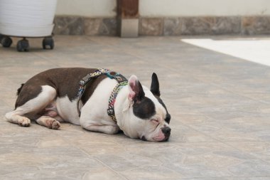 Boston Teriyer köpeği dinleniyor ve renkli bir koşum takımı ile açık havada fayanslarla uyuyor.