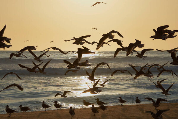 Numerous gulls flying and standing on the beach during a beautiful orange sunset