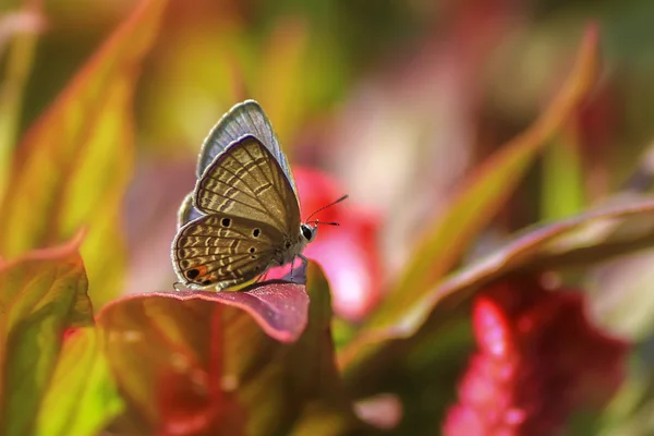 Butterly i en trädgård — Stockfoto