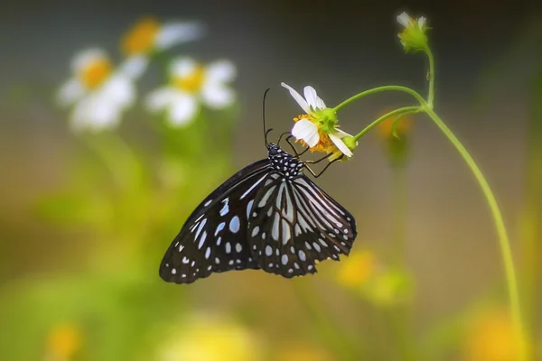 Butterly i en trädgård — Stockfoto