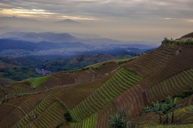 Çay plantasyon Batı Java Endonezya