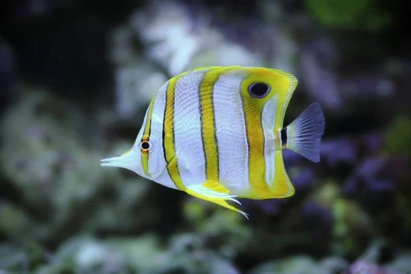 Pesci marini in acquario — Foto Stock