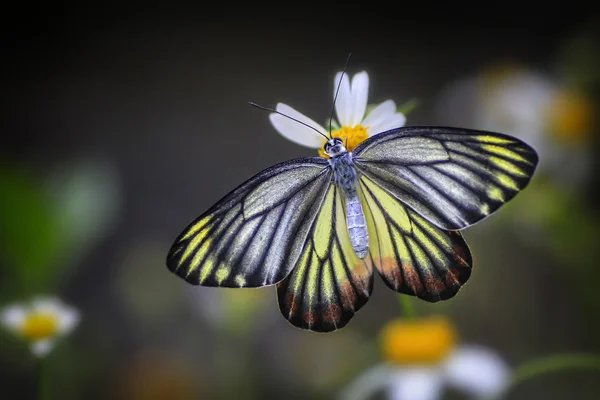 Mariposa en un jardín —  Fotos de Stock