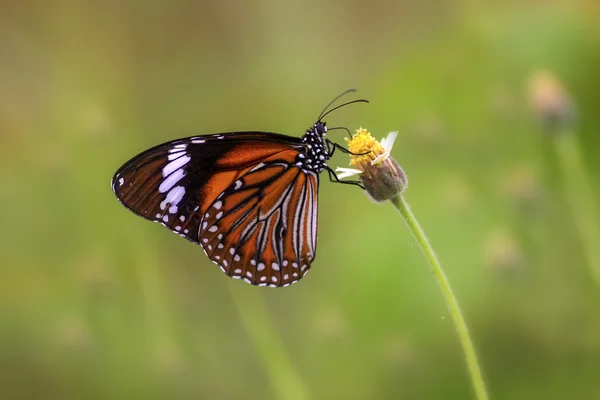 Papillon dans un jardin — Photo