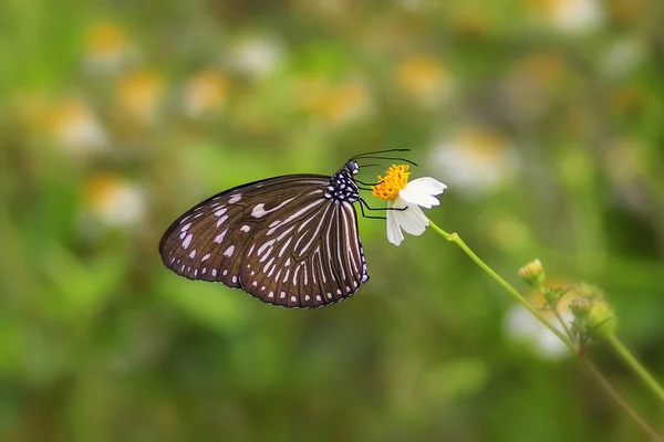 Vlinder in een tuin — Stockfoto