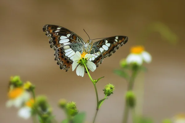 Vlinder in een tuin — Stockfoto