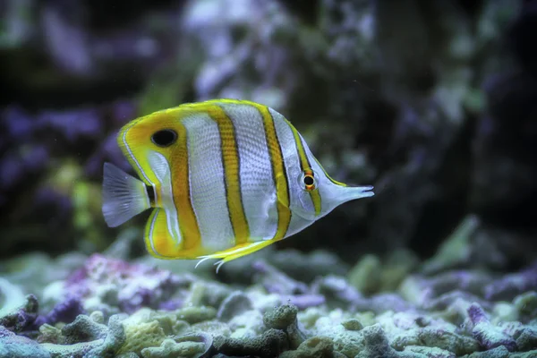Цветные морские рыбы — стоковое фото