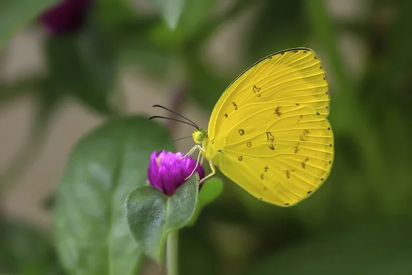 Vlinder in een tuin — Stockfoto