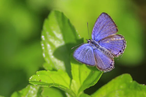 Vlinder in een tuin — Stockfoto