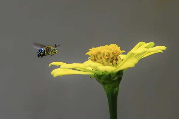 Vliegende bijen in een tuin — Stockfoto