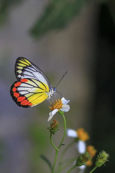 Vlinder in een tuin — Stockfoto