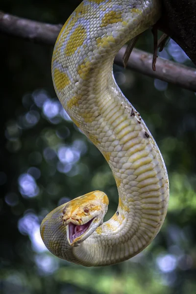 Gros serpent en colère — Photo