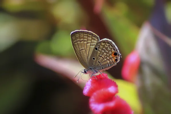 Fjäril i en trädgård — Stockfoto