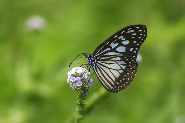 Vlinder in een tuin — Stockfoto