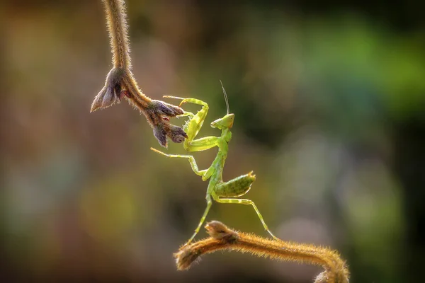 Orando Mantis em um jardim — Fotografia de Stock