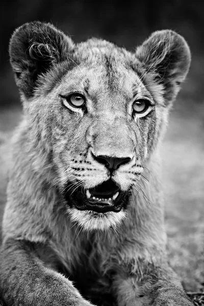 Leão monocromático (Panthera leo ) — Fotografia de Stock