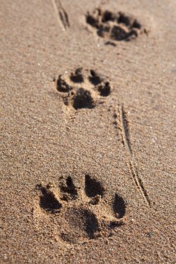 Kumda pençe izleri