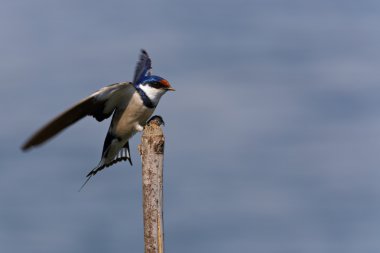Beyaz boğazlı kırlangıç bir levrek açılış