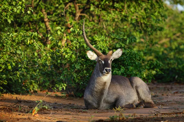 Waterbok stier rusten in de vroege ochtendzon — Stockfoto