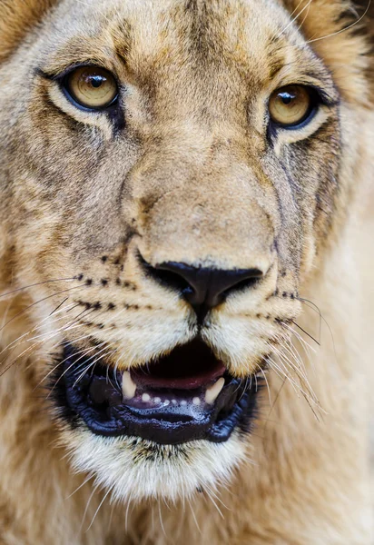 Jovem leão closeup — Fotografia de Stock