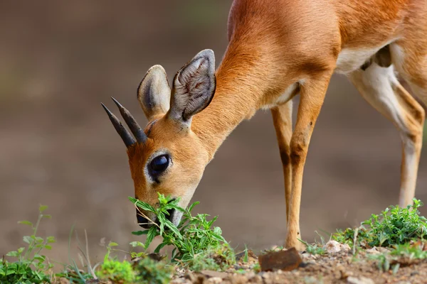 Mannelijke Steenbokantilope closeup — Stockfoto