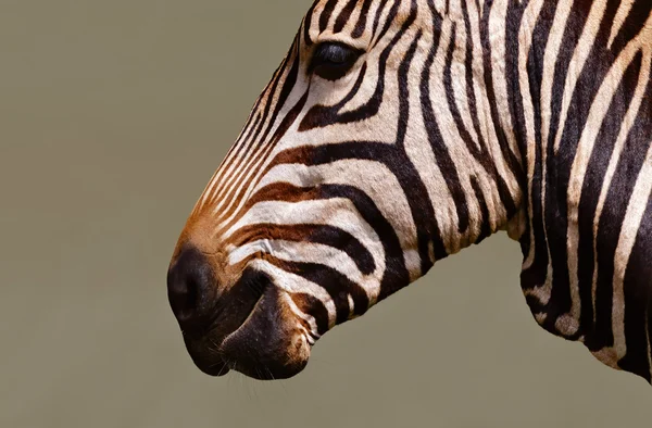 Zebra-Porträt Nahaufnahme — Stockfoto