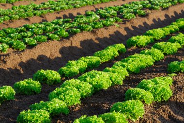 Marul closeup tarım