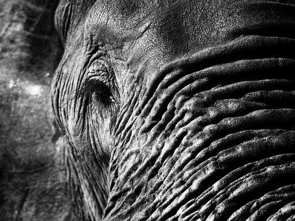 흑백 코끼리 근접 촬영 — 스톡 사진