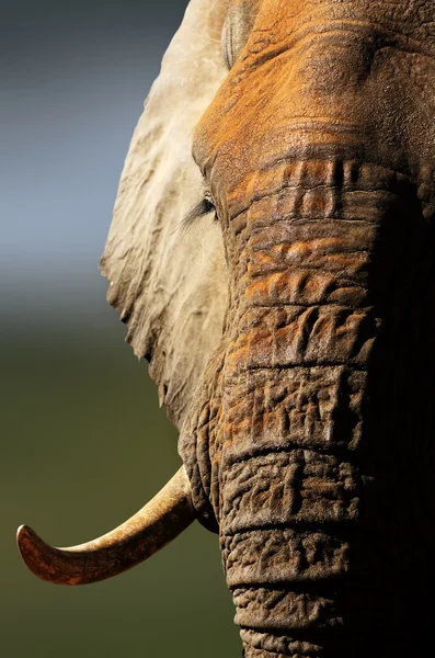 부드러운 빛 코끼리 근접 촬영 — 스톡 사진