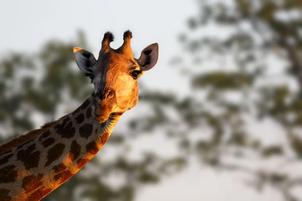 Giraffenweibchen starrt in die Kamera — Stockfoto