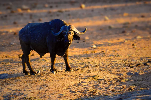 Bull Buffalo focado — Fotografia de Stock