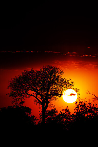 Dramatic sunset over the forest in Kruger National Park, showing vibrant colors