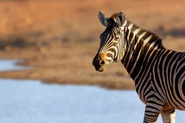 Portret van een zebra — Stockfoto