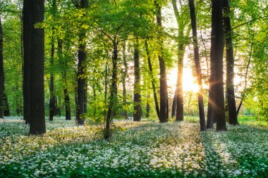 Günbatımı güneşli ormanı