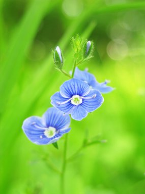 Alman Speedwell çiçeği