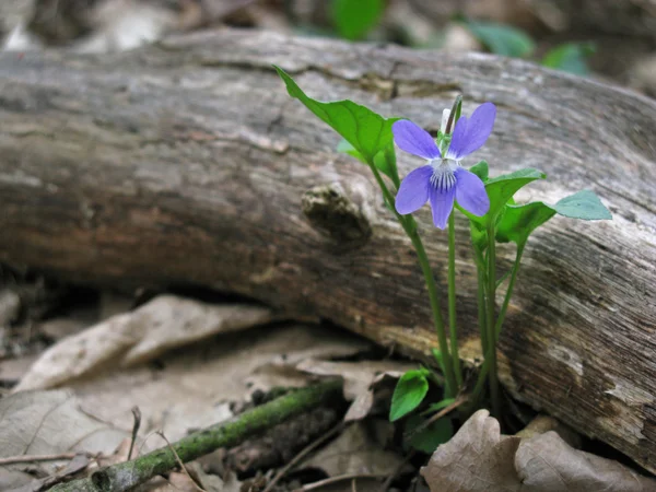 Violette Blume mit Zweig — Stockfoto