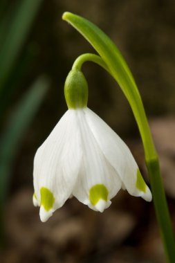 Bahar kar tanesi çiçeği.