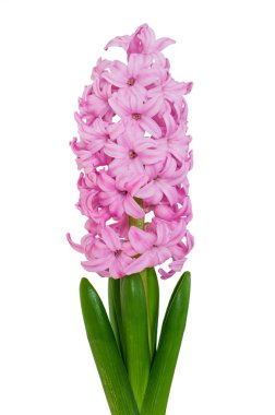 Pembe sümbül çiçeği