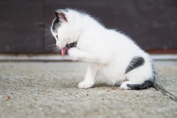 Gatito está limpiando sus piernas — Foto de Stock