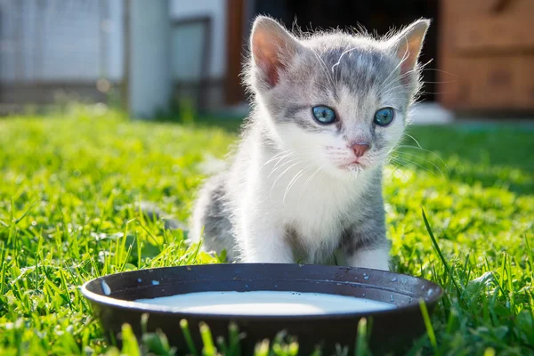 Şirin kedi içecek süt