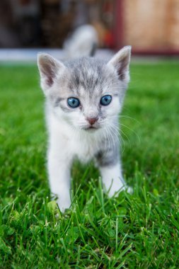 Kedi otların arasında duruyor