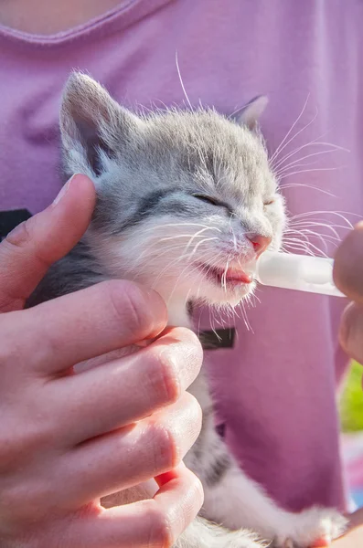 Kız kedi besleme