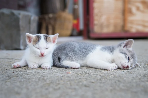 İki kedi uyku