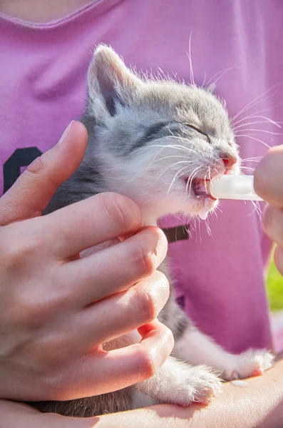 Yavru kedi kız beslemeleri